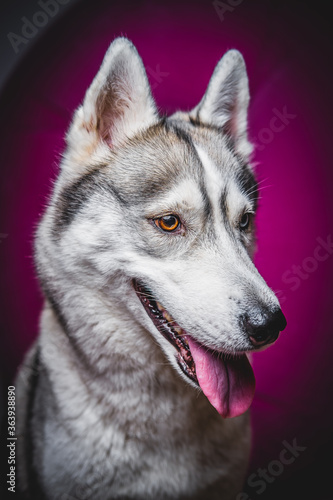 Husky with different eyes