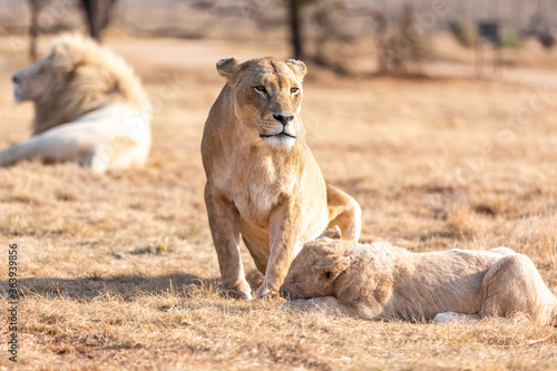 Lion with cubs, lioness with baby lion in the wilderness.