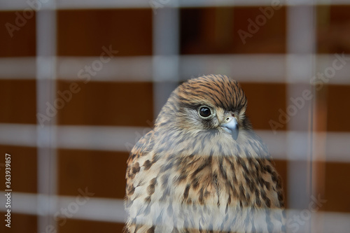 A bird of prey sits behind the bars of a cage