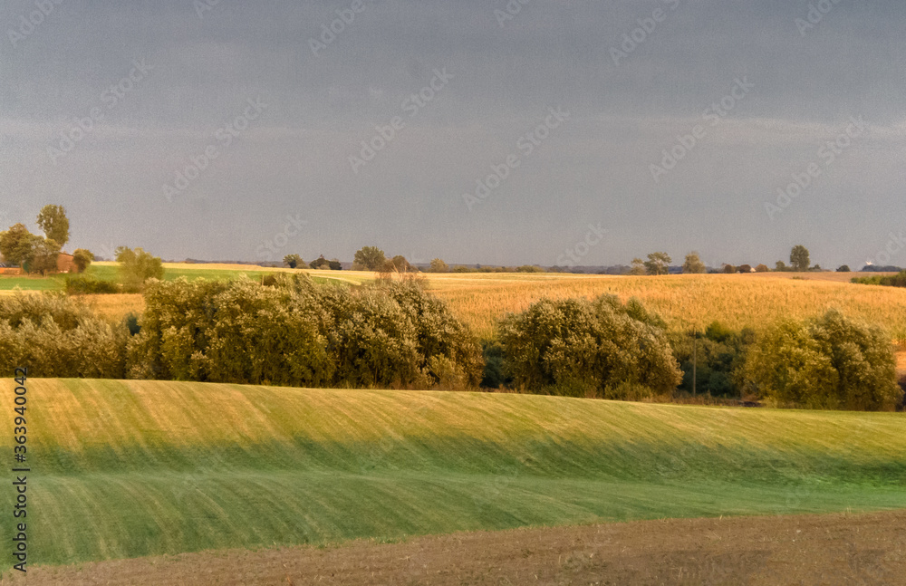 autumn landscape with a field of wheat