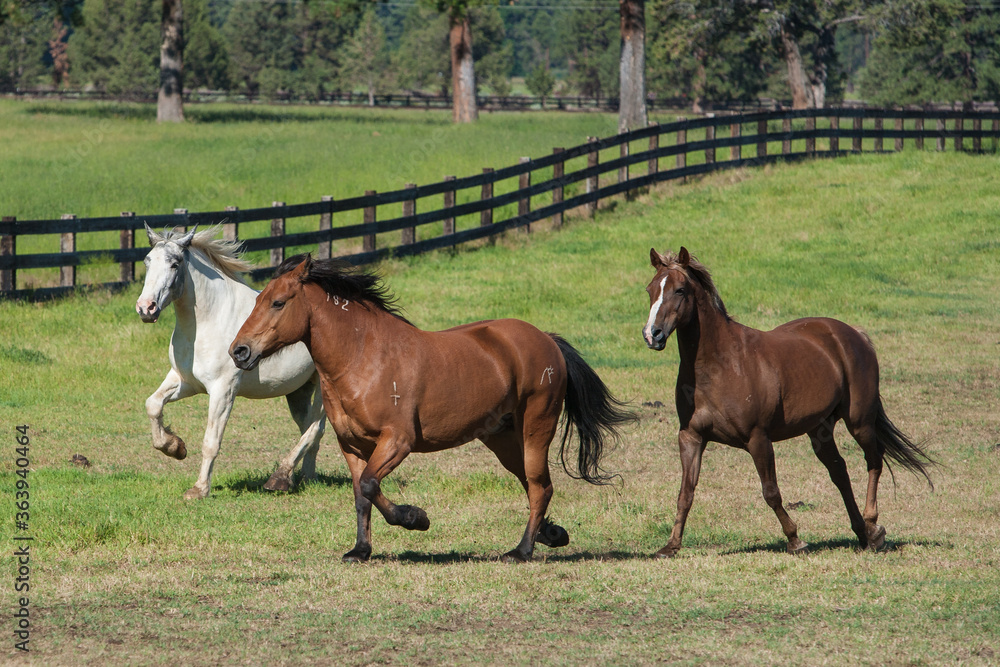 Galloping horses & fence at RB Ranch near Sisters, Oregon Galloping horses & fence at RB Ranch near Sisters, Oregon