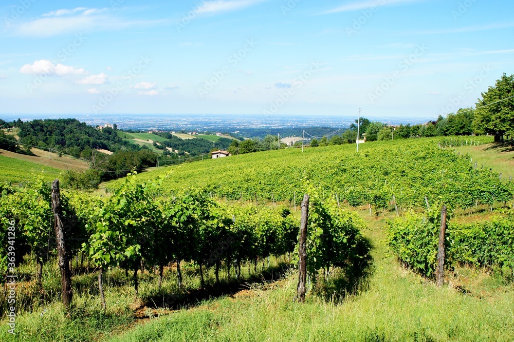 vineyards on the hills on the blue sky background