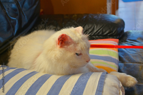 An 11 year old white male cat recovers from surgery at home for ear cancer on both ears. About half of his ear flapp, also called pinna or auricle, was removed
 photo