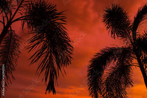 Silhouetted by a palm tree on the background of an unusual fiery red tropical sunset.