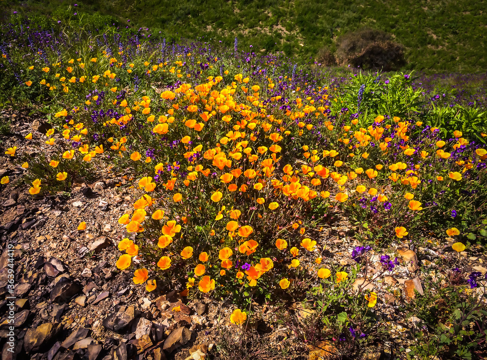 Golden poppies in Malibu Creek State Park in the Santa Monica Mountains in spring 2019