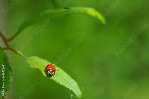 Blurred background. Ladybug on a green leaf. Flower landscape.