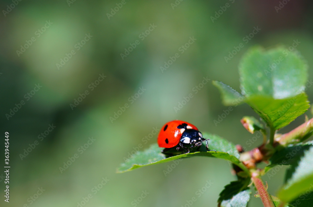 ladybird on a leaf ladybird on a leaf