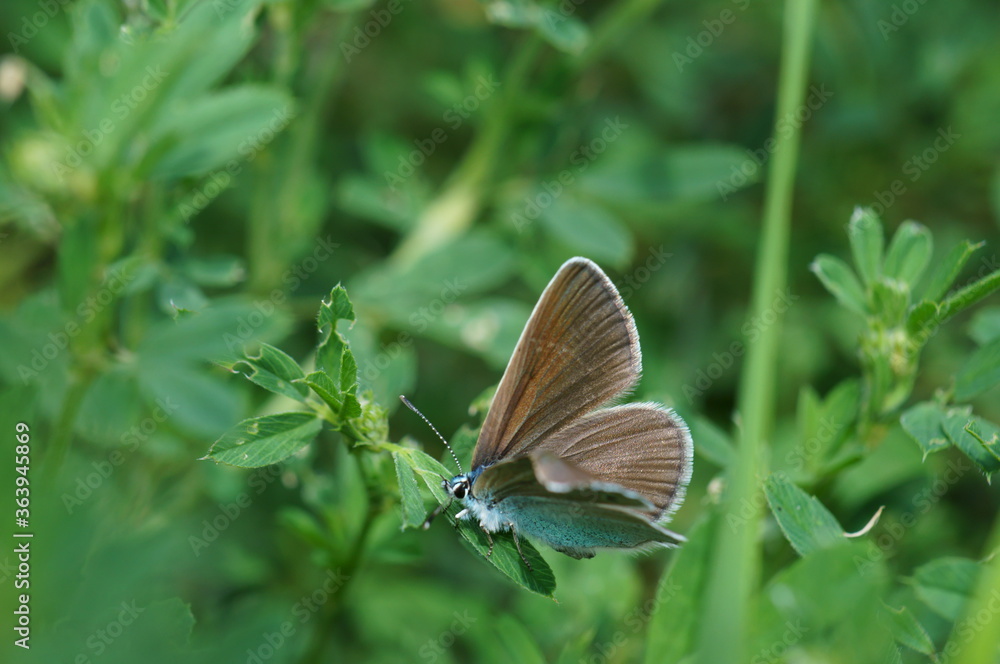 A brown butterfly in the green grass. Insects in nature. A brown butterfly in the green grass. Insects in nature.