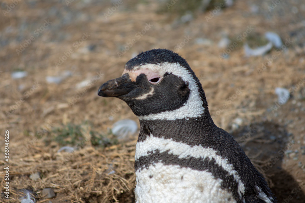 Fototapeta premium Magellan penguin on Magdalena Island 