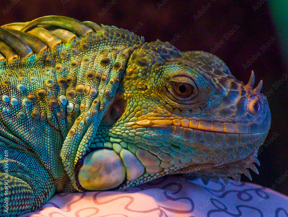 Fototapeta premium iguana on a branch