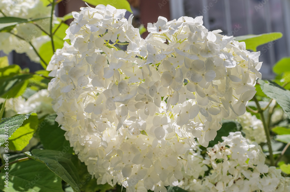 Hydrangea blooming flowers on a sunny summer day Hydrangea blooming flowers on a sunny summer day