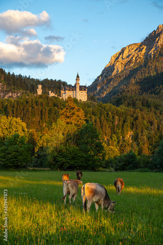 Neuschwanstein Castle with Alps and cows on the meadow in the evening light, Germany