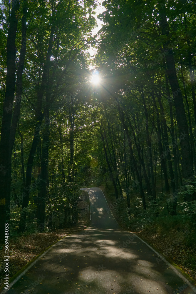 Obraz premium Path through a forest lit by sunbeams