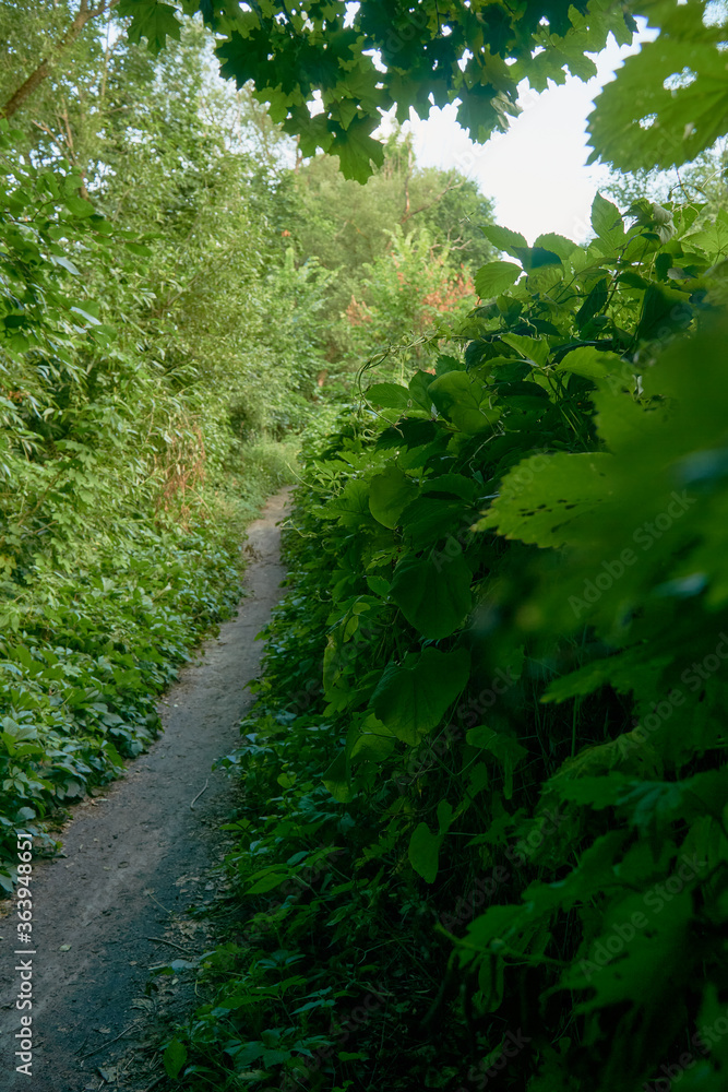 Wall of wild grapes in the thicket of summer forest Wall of wild grapes in the thicket of summer forest
