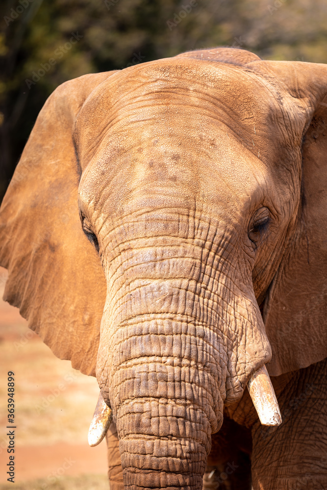 Elephant Close Up and Personal Elephant Close Up and Personal