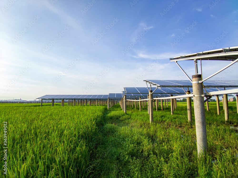 Solar power generation in rice fields under blue skies and white clouds