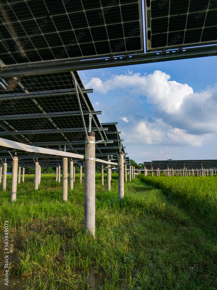 Fototapeta premium Solar power generation in rice fields under blue skies and white clouds