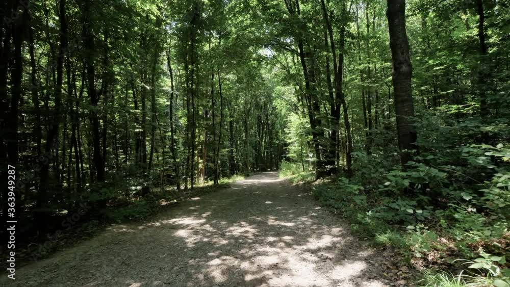 Smooth camera movement through beautiful green forest in daylight, summer Smooth camera movement through beautiful green forest in daylight, summer