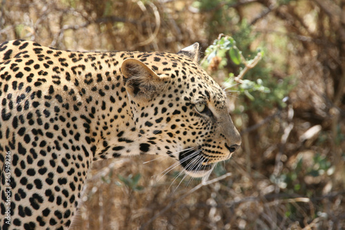 Wild African Leopard in Samburu Preserve  Kenya Africa