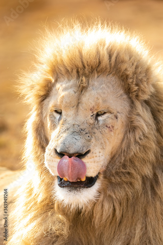 Fototapeta Naklejka Na Ścianę i Meble -  White male lion close up. South Africa.