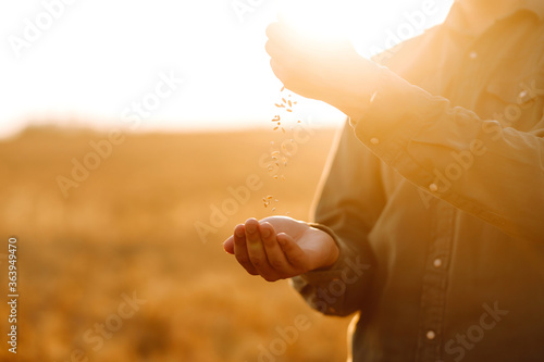 Farmer in sterile medical masks pours a handful of wheat grain on a wheat field. Agriculture and harvesting concept. Covid-2019.