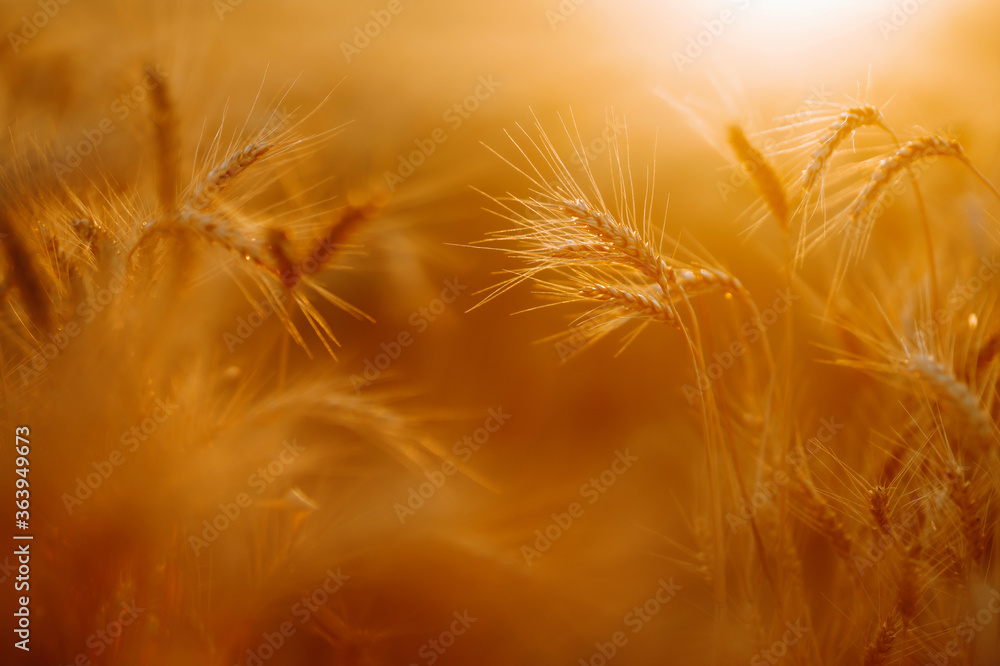 Wheat field. Ears of golden wheat close up. Rich harvest сoncept. Wheat field. Ears of golden wheat close up. Rich harvest сoncept.