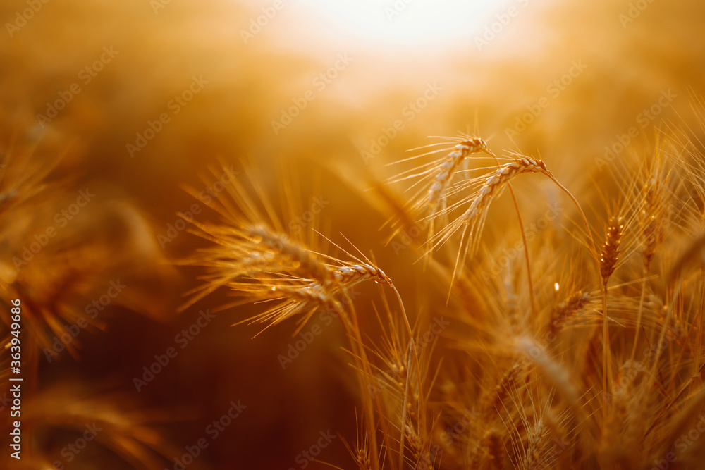 Wheat field. Ears of golden wheat close up. Rich harvest сoncept. Wheat field. Ears of golden wheat close up. Rich harvest сoncept.
