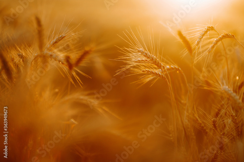 Wheat field. Ears of golden wheat close up. Rich harvest   oncept.
