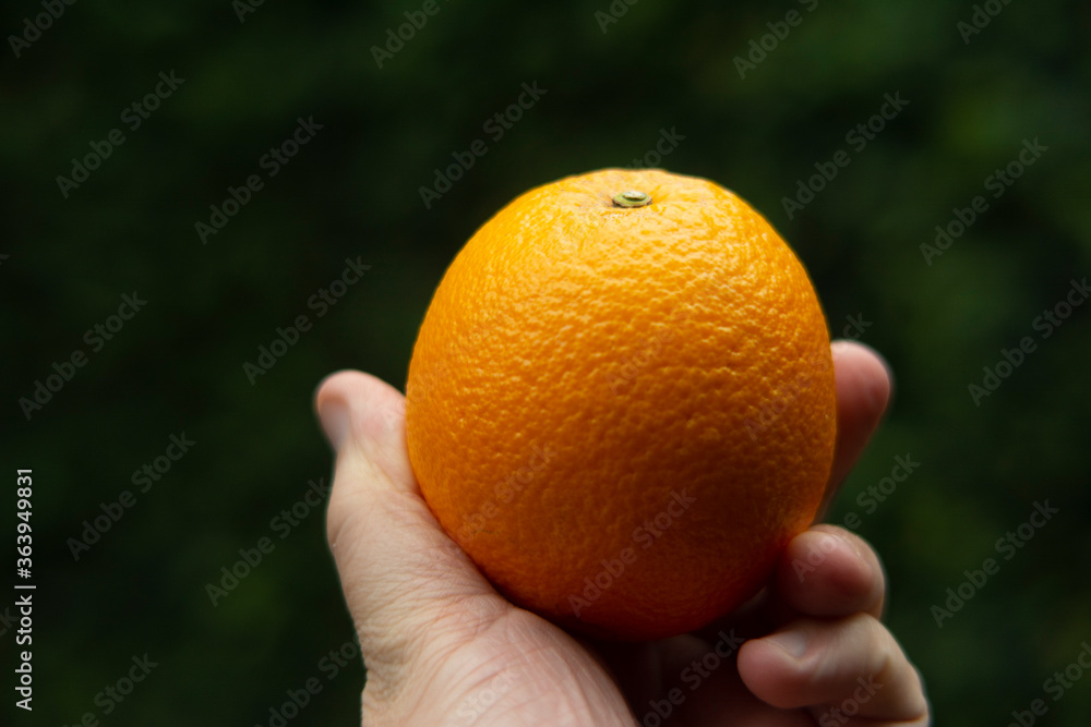 orange close-up in hand. Defocused background. Fresh fruit. orange close-up in hand. Defocused background. Fresh fruit.