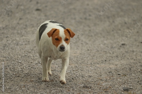 Mischlingshund in Bewegeung