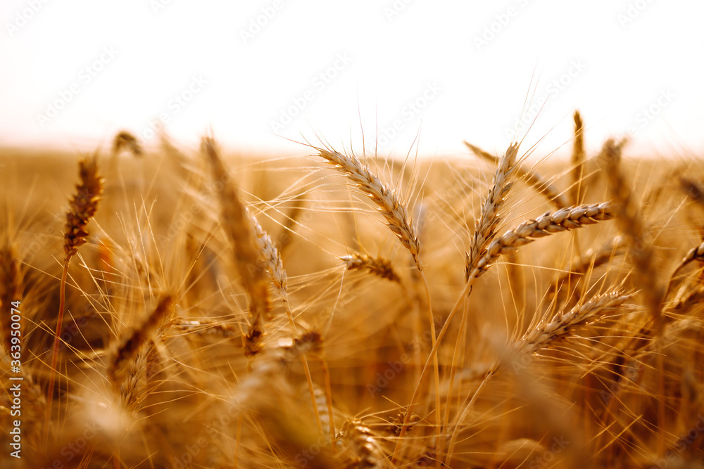 Wheat field. Ears of golden wheat close up. Rich harvest сoncept. Wheat field. Ears of golden wheat close up. Rich harvest сoncept.