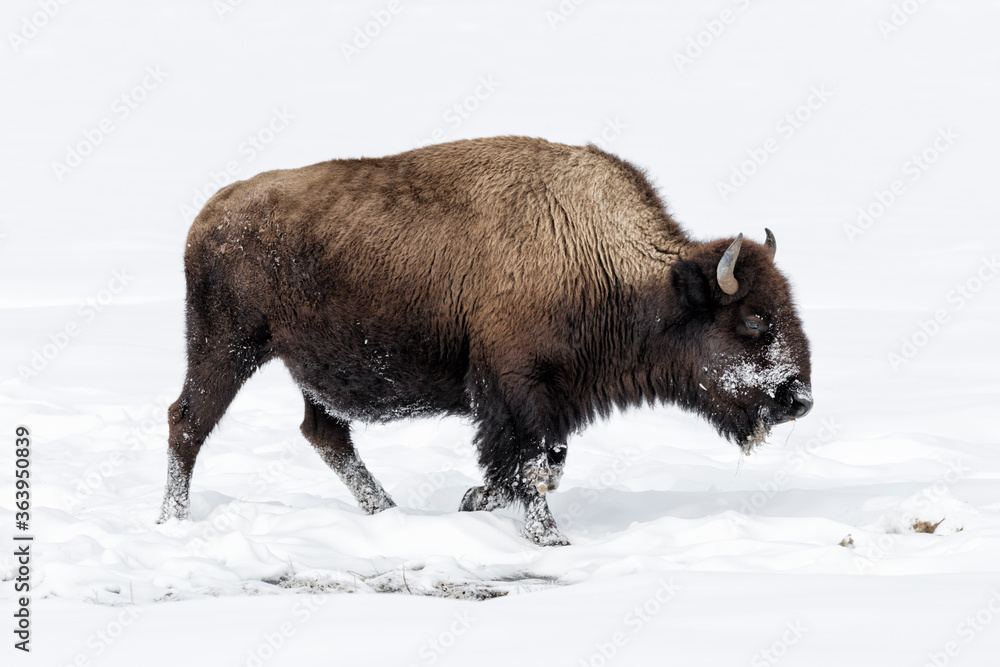 American Bison in winters struggle to survive American Bison in winters struggle to survive