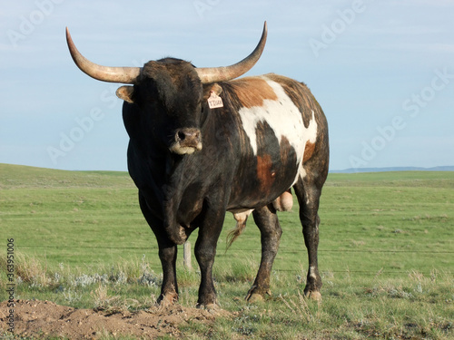 Longhorn Bull Standing in Pasture