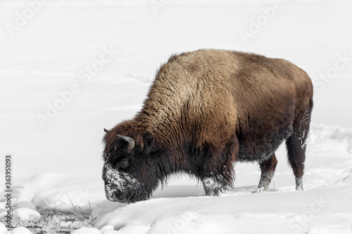 American Bison in winters struggle to survive