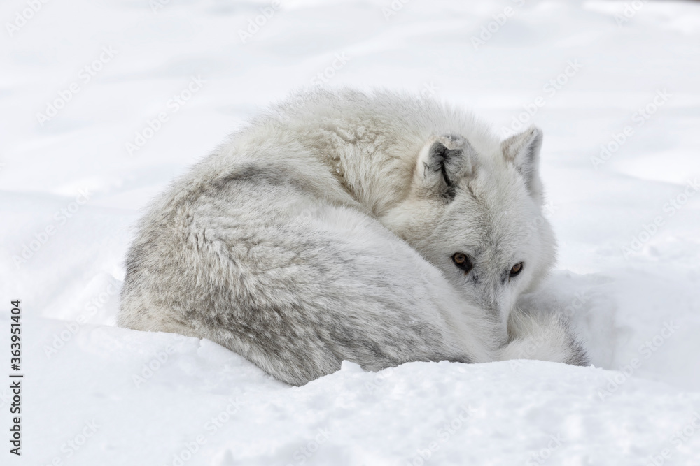 Naklejka premium Gray Wolf resting in snow