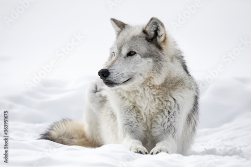 Gray Wolf resting in snow