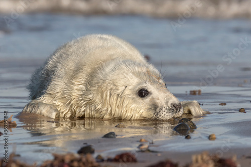 Atlantic Grey Seal week old pup 