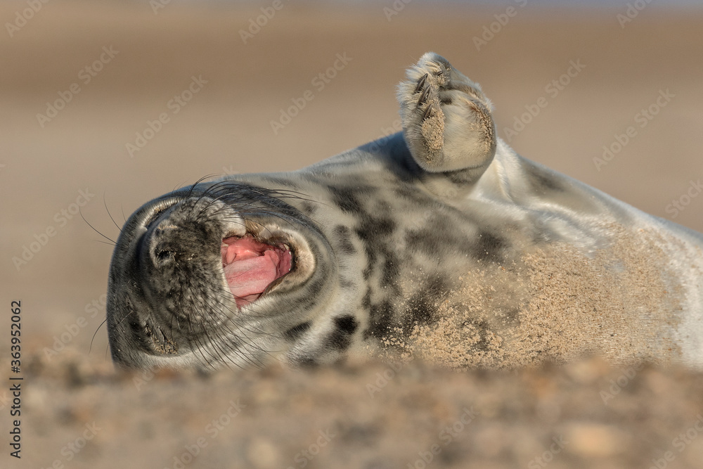 Atlantic Grey Seal weener pup playing