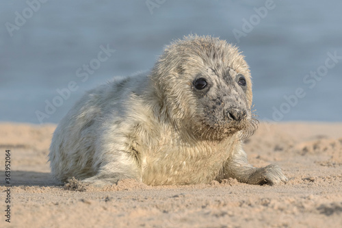 Atlantic Grey Seal week old pup 
