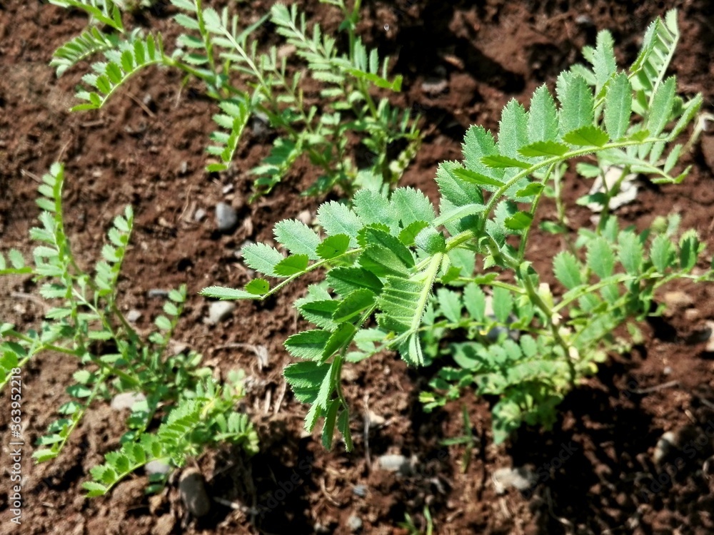 Chickpea (gram) plant crop growing on field. Green leaves of chickpeas Cicer grow on agro plant, close up field plantation. Indian pea or Chickpea green plant on farm. Chick pea crop bengal gram macro Chickpea (gram) plant crop growing on field. Green leaves of chickpeas Cicer grow on agro plant, close up field plantation. Indian pea or Chickpea green plant on farm. Chick pea crop bengal gram macro