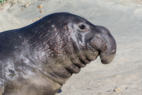 Northern Elephant Seal sub adult male