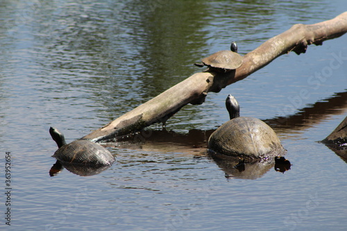 turtles in a pond