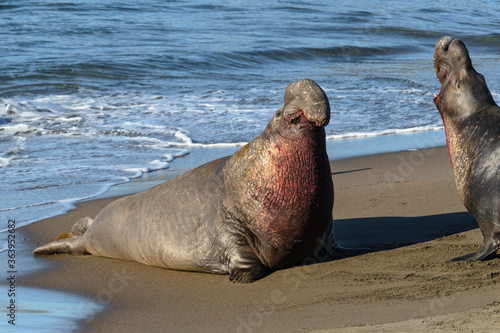 Northern Elephant Seal bulls facing off