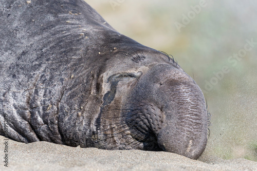 Northern Elephant Seal snoozing