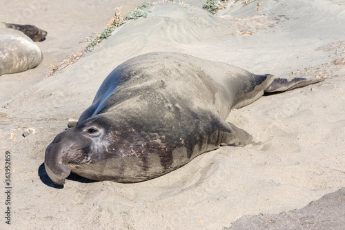 Northern Elephant Seal - sub adult © David