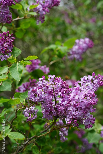 lilac blossom