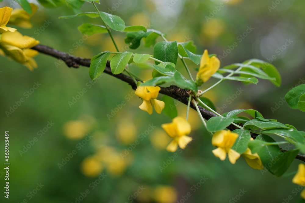 yellow tree bloom