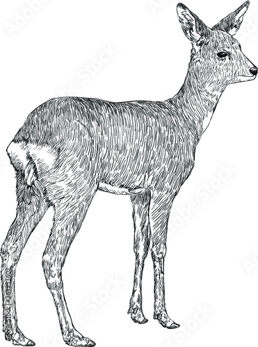 doe deer, hand drawn illustration