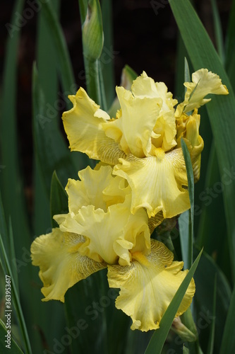 Yellow iris