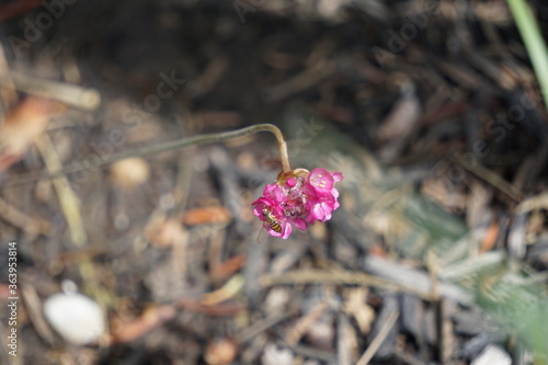 bee in pink flower
